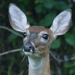 White-tailed Deer